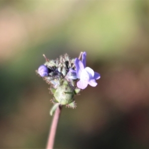 Linaria arvensis at Coree, ACT - 28 Jun 2020 02:25 PM