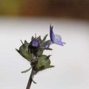 Linaria arvensis at Coree, ACT - 28 Jun 2020 02:25 PM