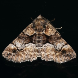 Gastrina cristaria at Ainslie, ACT - 25 Nov 2019 10:18 PM