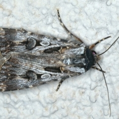 Agrotis munda (Brown Cutworm) at Ainslie, ACT - 25 Nov 2019 by jbromilow50