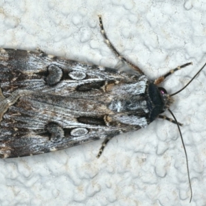 Agrotis munda at Ainslie, ACT - 25 Nov 2019