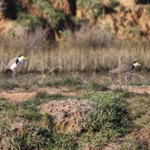 Vanellus miles at Harrison, ACT - 28 Jun 2020