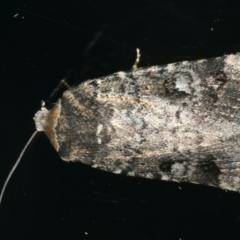 Thoracolopha verecunda (A Noctuid moth (Acronictinae)) at Ainslie, ACT - 25 Nov 2019 by jbromilow50