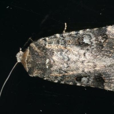 Thoracolopha verecunda (A Noctuid moth (Acronictinae)) at Ainslie, ACT - 25 Nov 2019 by jb2602