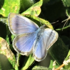 Zizina otis (Common Grass-Blue) at Woodstock Nature Reserve - 28 Jun 2020 by Sarah2019