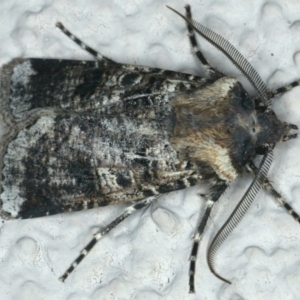 Agrotis porphyricollis at Ainslie, ACT - 25 Nov 2019