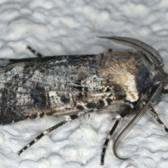 Agrotis porphyricollis at Ainslie, ACT - 25 Nov 2019