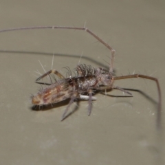 Collembola (class) at Acton, ACT - 26 Jun 2020 01:46 PM