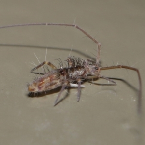 Collembola sp. (class) at Acton, ACT - 26 Jun 2020 01:46 PM