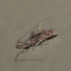 Collembola (class) at Acton, ACT - 26 Jun 2020 01:46 PM