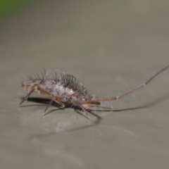 Collembola (class) at Acton, ACT - 26 Jun 2020 01:46 PM