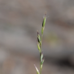 Rytidosperma sp. (Wallaby Grass) at Wamboin, NSW - 22 Apr 2020 by natureguy