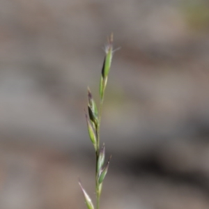 Rytidosperma sp. at Wamboin, NSW - 22 Apr 2020