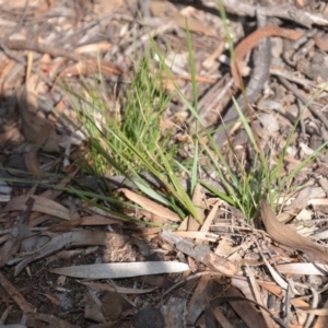 Rytidosperma sp. at Wamboin, NSW - 22 Apr 2020