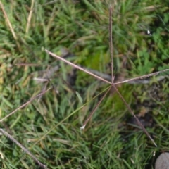 Chloris truncata (Windmill Grass) at Wamboin, NSW - 22 Apr 2020 by natureguy