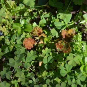 zz rusts, leaf spots, at Wamboin, NSW - 22 Apr 2020