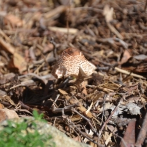 Chlorophyllum/Macrolepiota sp. (genus) at Wamboin, NSW - 22 Apr 2020 02:28 PM