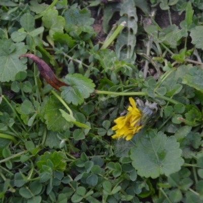 Taraxacum sp. (Dandelion) at Wamboin, NSW - 22 Apr 2020 by natureguy