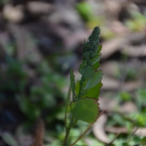 Chenopodium album at Wamboin, NSW - 22 Apr 2020