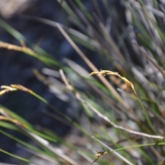 Lepidosperma laterale (Variable Sword Sedge) at Wamboin, NSW - 22 Apr 2020 by natureguy