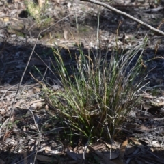 Lepidosperma laterale at Wamboin, NSW - 22 Apr 2020