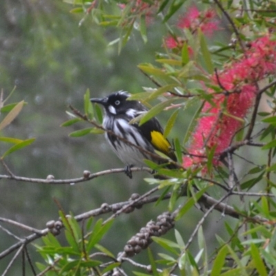 Phylidonyris novaehollandiae (New Holland Honeyeater) at Wamboin, NSW - 28 Apr 2020 by natureguy