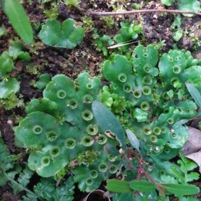 Marchantia polymorpha (Common liverwort) at Yadboro, NSW - 28 Jun 2020 by MandyCorcorax