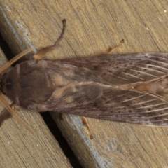 Oxycanus silvanus (Pale Oxycanus) at Ainslie, ACT - 29 Jun 2020 by jbromilow50