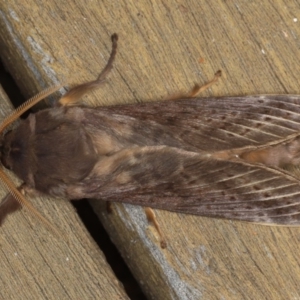 Oxycanus silvanus at Ainslie, ACT - 29 Jun 2020 11:18 PM