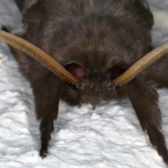 Oxycanus silvanus at Ainslie, ACT - 29 Jun 2020