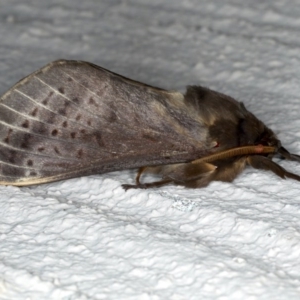 Oxycanus silvanus at Ainslie, ACT - 29 Jun 2020