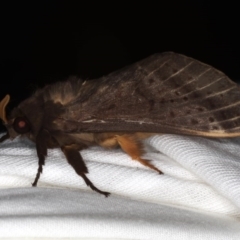 Oxycanus silvanus at Ainslie, ACT - 29 Jun 2020