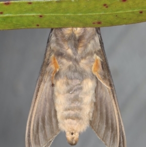 Oxycanus silvanus at Ainslie, ACT - 29 Jun 2020