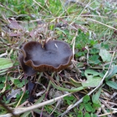 Unidentified Cap on a stem; gills below cap [mushrooms or mushroom-like] at Symonston, ACT - 29 Jun 2020 by Mike