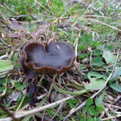 Unidentified Cap on a stem; gills below cap [mushrooms or mushroom-like] at Symonston, ACT - 29 Jun 2020 by Mike