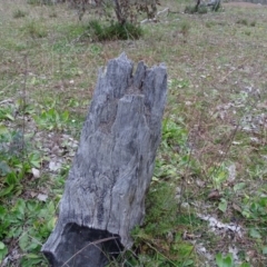 Papyrius nitidus (Shining Coconut Ant) at Symonston, ACT - 29 Jun 2020 by Mike