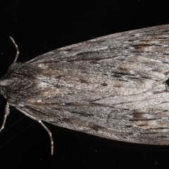 Chlenias banksiaria group (A Geometer moth) at Ainslie, ACT - 29 Jun 2020 by jb2602