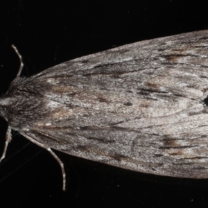 Chlenias banksiaria group at Ainslie, ACT - 29 Jun 2020