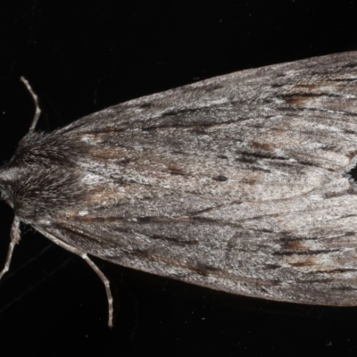 Chlenias banksiaria group (A Geometer moth) at Ainslie, ACT - 29 Jun 2020 by jb2602