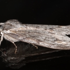 Chlenias banksiaria group at Ainslie, ACT - 29 Jun 2020