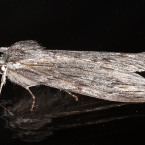 Chlenias banksiaria group at Ainslie, ACT - 29 Jun 2020