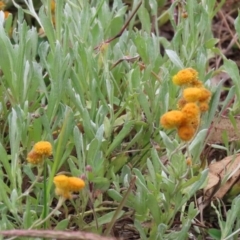 Chrysocephalum apiculatum at Tharwa, ACT - 29 Jun 2020