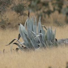 Agave americana at Tharwa, ACT - 29 Jun 2020