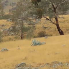 Agave americana at Tharwa, ACT - 29 Jun 2020