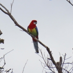 Platycercus eximius (Eastern Rosella) at Tharwa, ACT - 29 Jun 2020 by RodDeb