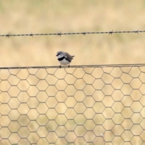 Stagonopleura guttata at Tharwa, ACT - 29 Jun 2020