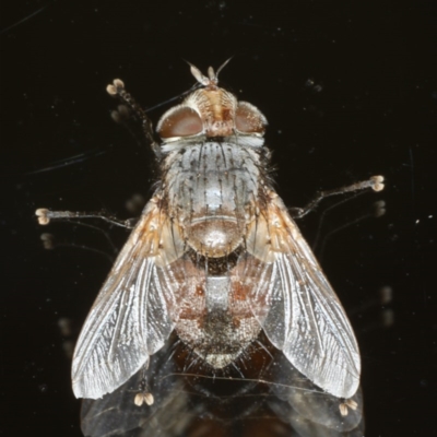 Tritaxys sp. (genus) (A bristle fly) at Ainslie, ACT - 25 Nov 2019 by jbromilow50