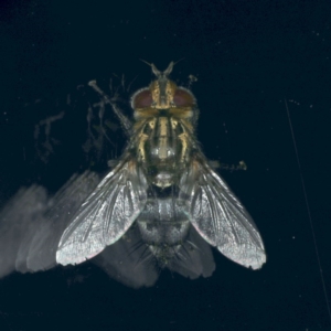 Tachinidae (family) at Ainslie, ACT - 25 Nov 2019