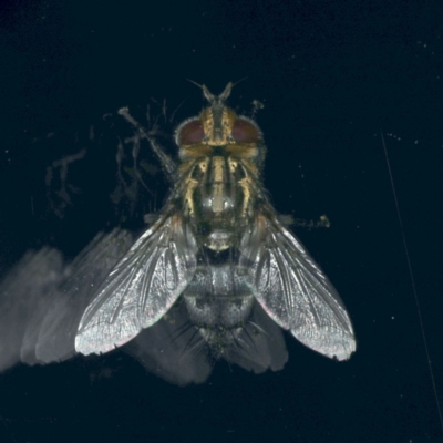 Tachinidae (family) (Unidentified Bristle fly) at Ainslie, ACT - 25 Nov 2019 by jb2602