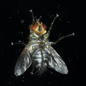 Tachinidae (family) at Ainslie, ACT - 25 Nov 2019 09:01 PM